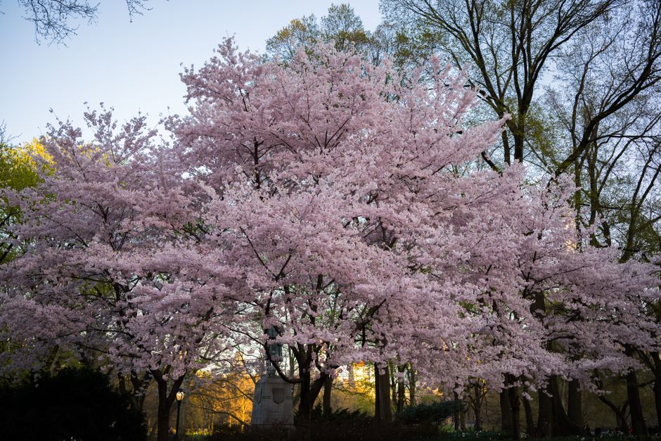 Stunning cherry blossom trees in a park during spring, creating a serene and vibrant atmosphere.