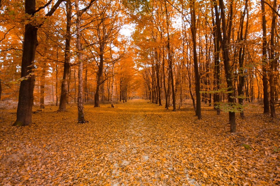 Serene autumn forest with a leaf-covered path and vibrant orange foliage.