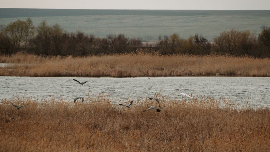 Tranquil lake scene with birds and reeds in Saratov, Russia, showcasing serene nature.